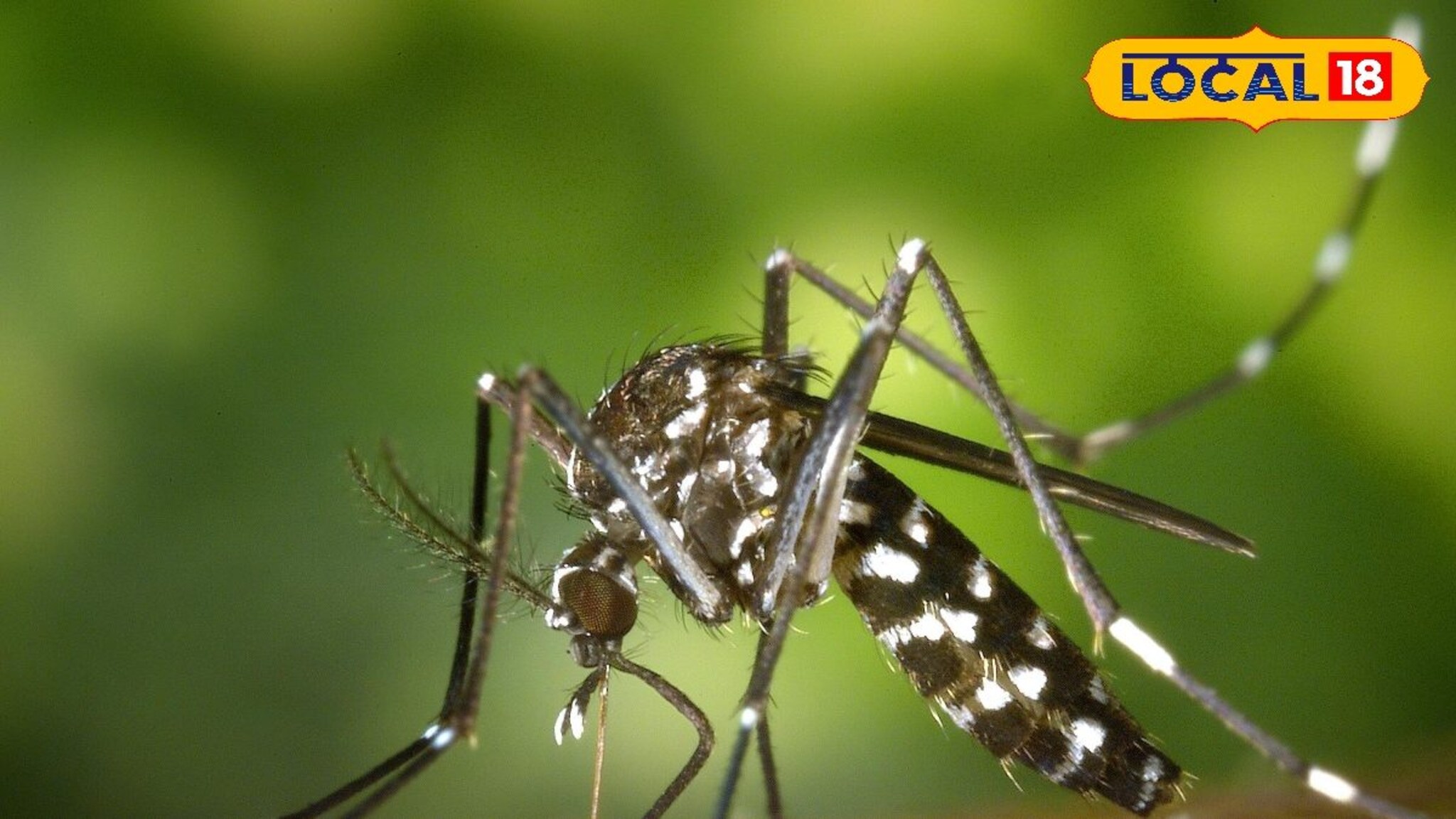 धाराशिवमध्ये वाढतायेत डेंग्यूचे रुग्ण, आताच जाणून घ्या लक्षणं आणि उपाय, डॉक्टरांनी दिली ही महत्त्वाची माहिती