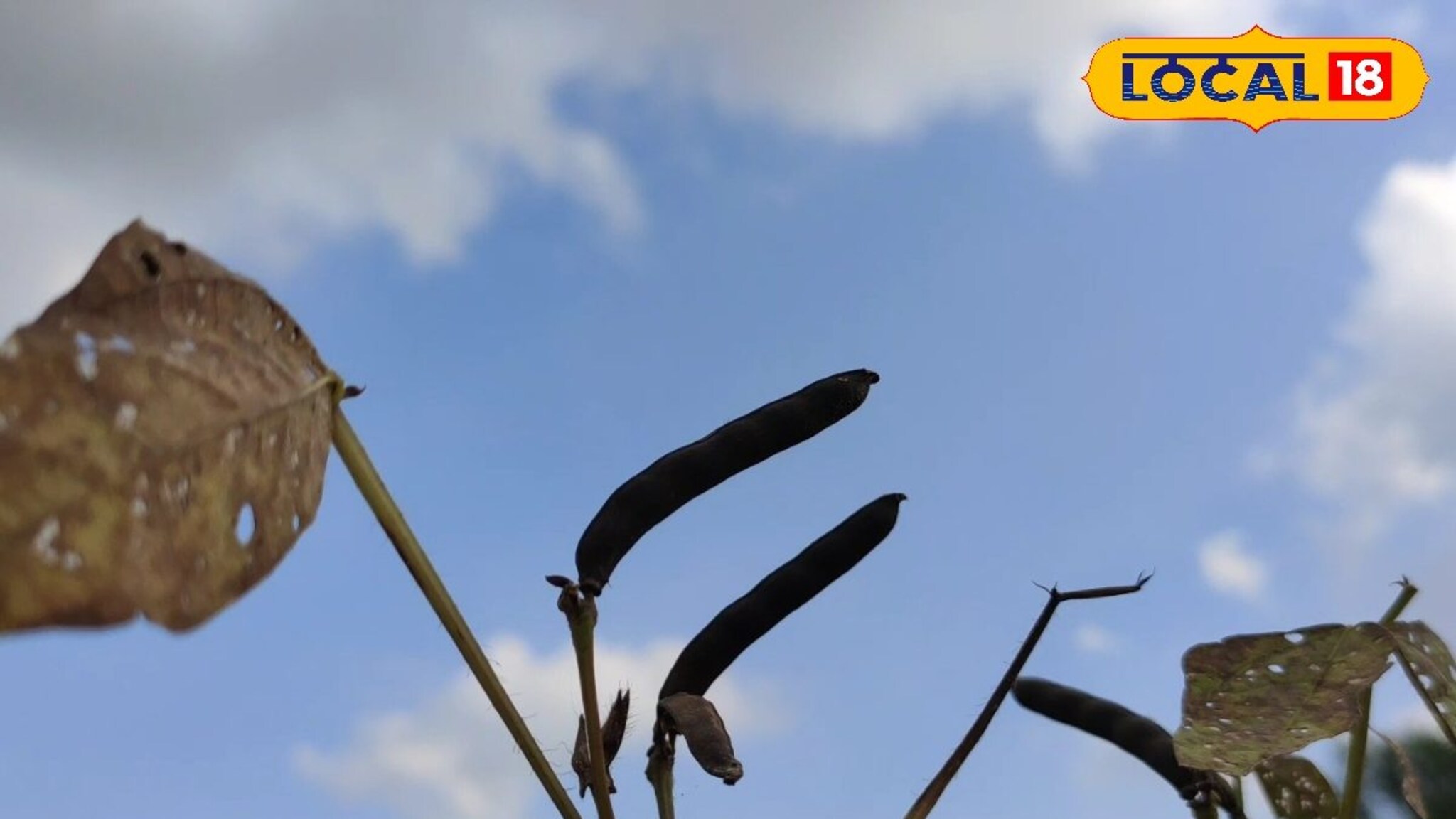 यावर्षी उडदाचे पीक तोट्यातच, खर्चही निघाला नाही, धाराशिवमधील सध्याचे दर काय, VIDEO