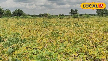 धाराशिव सोयाबीन