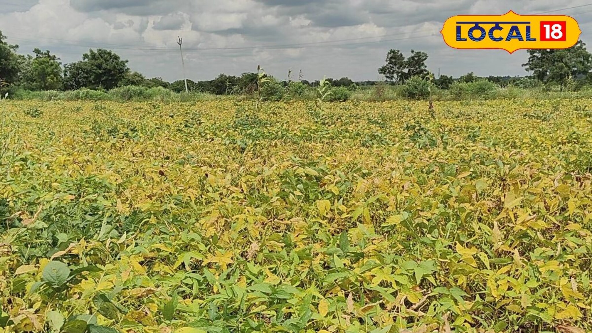 Dharashiv News : सोयाबीनवर बुरशीजन्य रोगांचा प्रादुर्भाव, सोयाबीनची पानगळ, कृषी विभागाने काय म्हटलं, VIDEO
