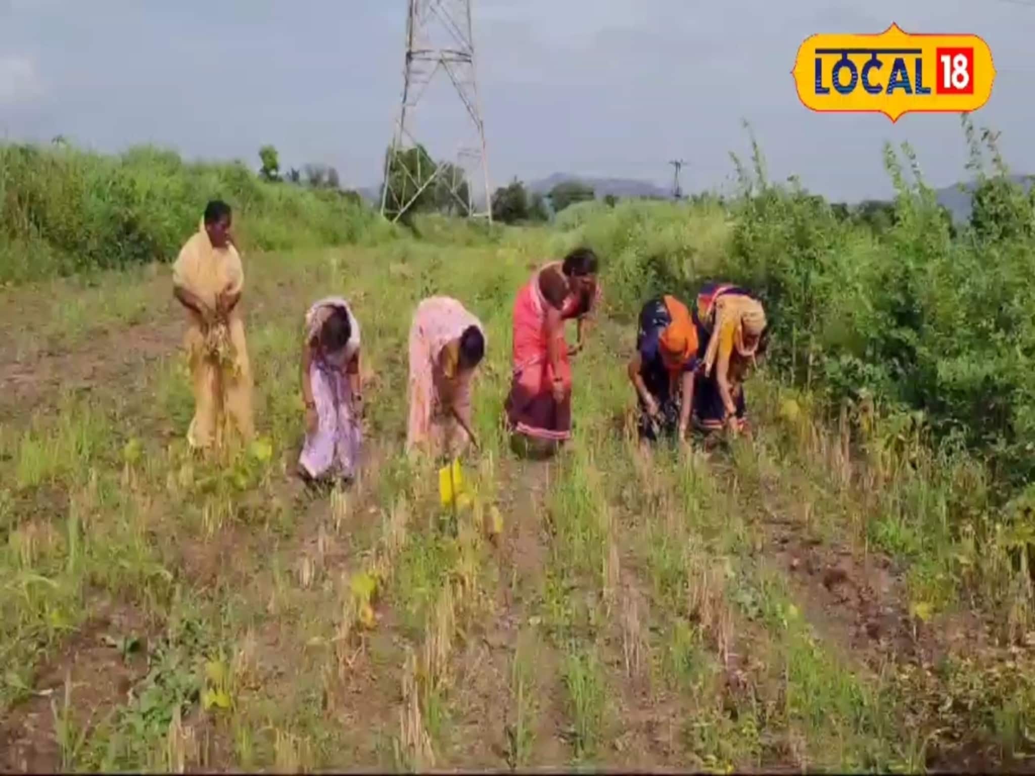 शेकडो वर्षांची परंपरा मोडीत काढली, महिला झाल्या प्रगतशील शेतकरी, तीन महिन्यात झाल्या लखपती, VIDEO