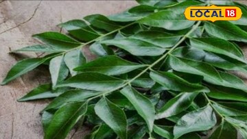 कढीपत्ता