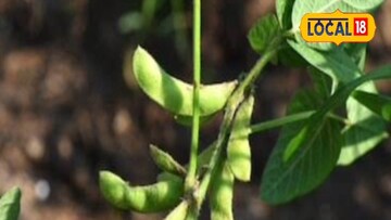 सोयाबीन