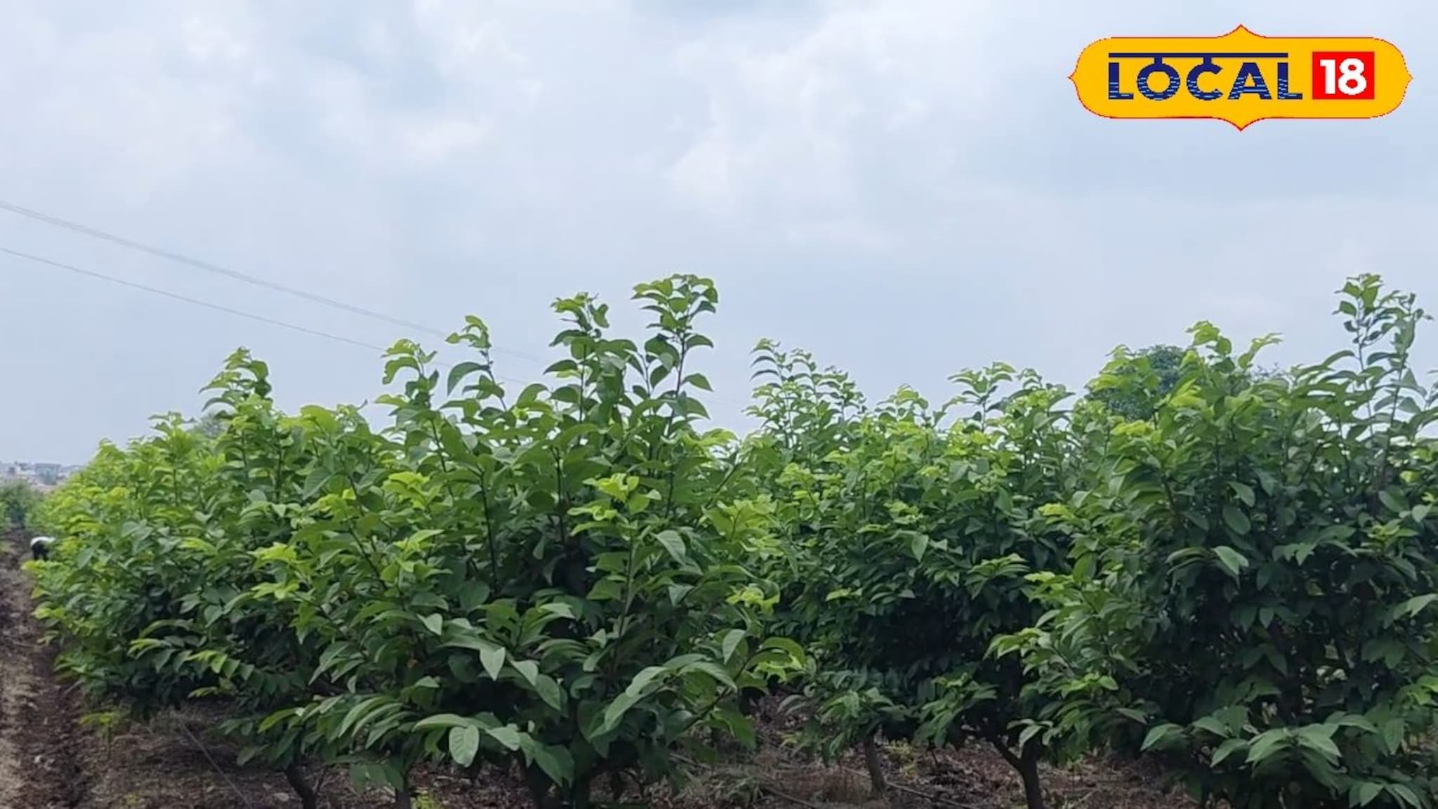 पारंपरिक शेतीऐवजी निवडला वेगळा पर्याय अन् मिळवलं लाखोंचं उत्पन्न, धाराशिवमधील शेतकऱ्यानं नेमकं काय केलं?, VIDEO