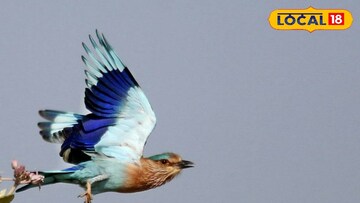 पक्ष्यांचं