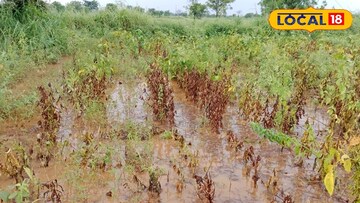 पिकविमा