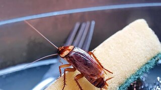 या ट्रिकने दूर करा कॉकरोच 