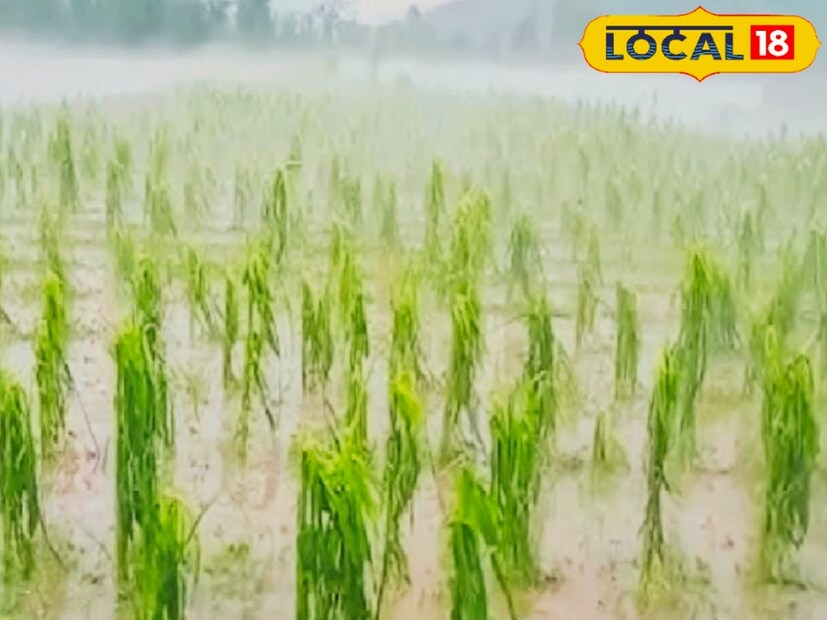 शेतकऱ्यांनी काढलेला माल सुरक्षित ठेवावा. मोसंबीच्या बागा असतील तर विशेष काळजी घ्यावी. तसंच आपलं आरोग्यही जपावं.