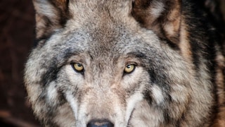 (लांडग्यांच्या वाढत्या हल्ल्यांमागे अनेक कारणं)