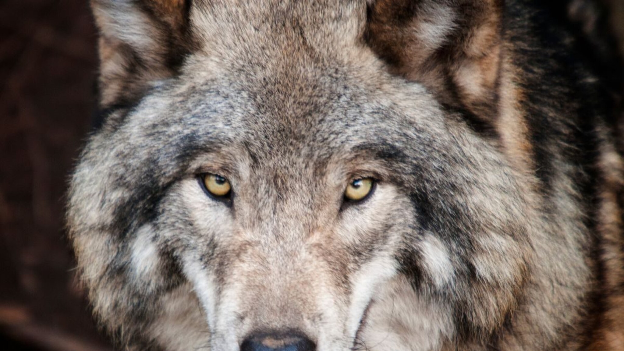 wolf attack: भारताच्या या कोपऱ्यात लांडगे का झाले नरभक्षक? माणसांवर का करत आहे हल्ले?