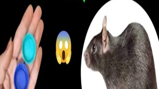 फोटो : सोशल मीडिया व्हिडीओ ग्रॅब