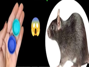 फोटो : सोशल मीडिया व्हिडीओ ग्रॅब