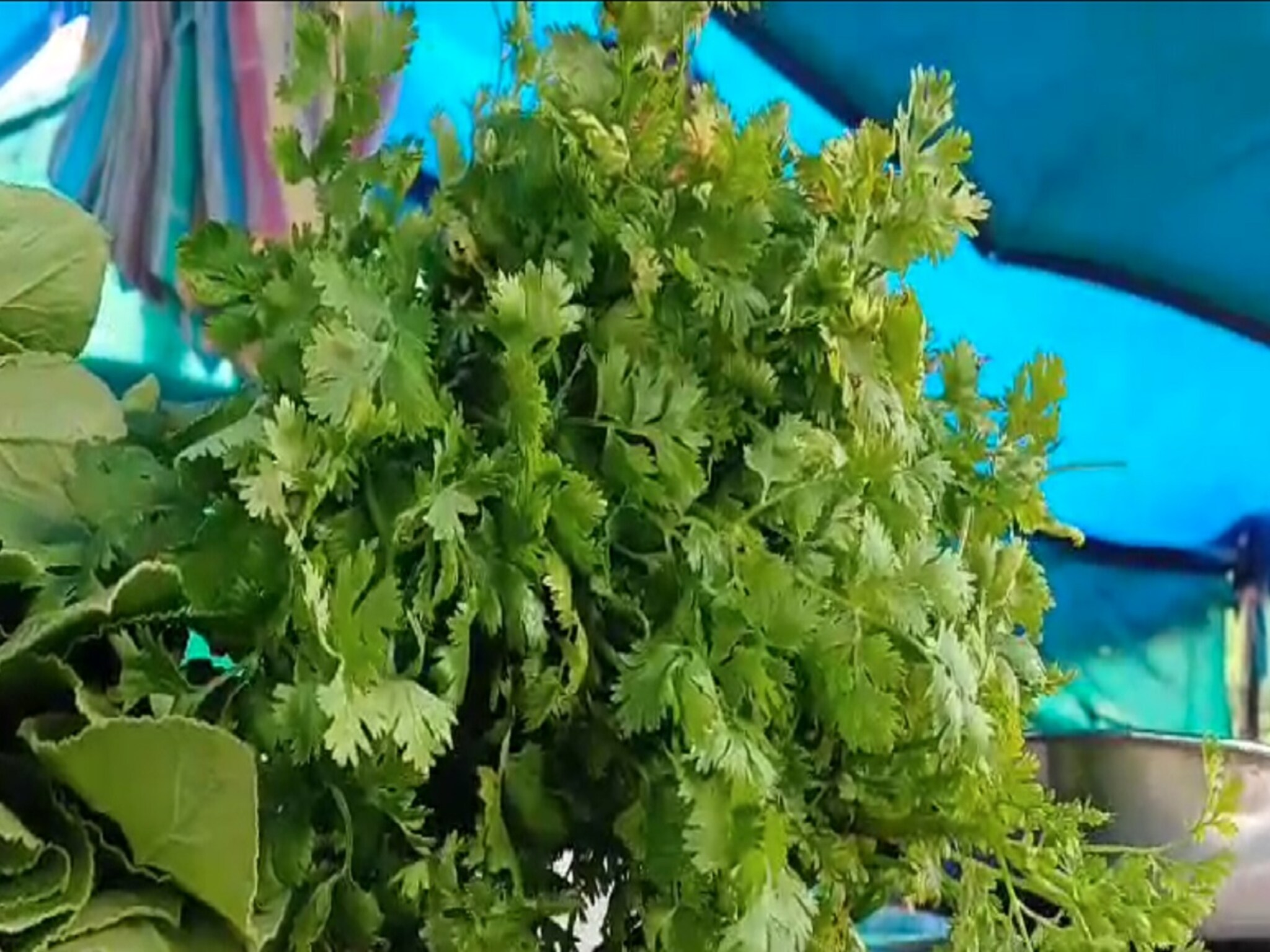 बाबो! चिकनपेक्षाही महाग झाली कोथिंबीर; दर वाचूनच चक्कर येईल