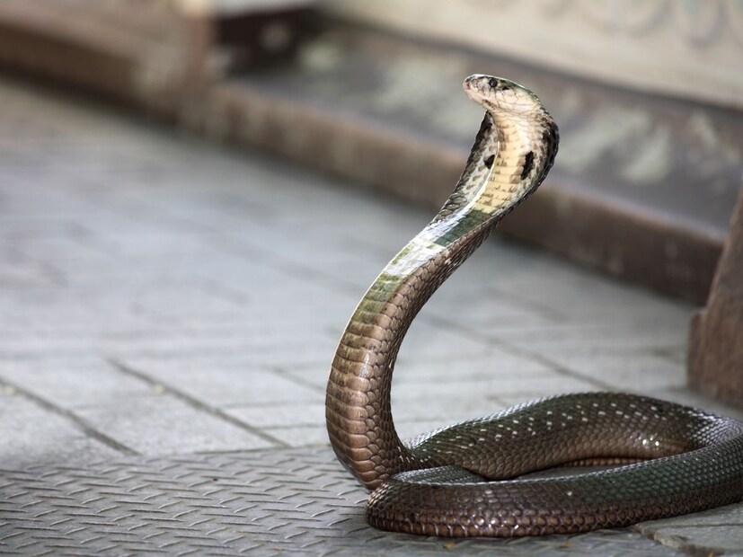 किंग कोब्रा ही सापाची एकमेव प्रजाती आहे जी आपल्या राहण्यासाठी जागा बनवते आणि त्यात अंडी घालते. ते स्वत: अंड्यांचे संरक्षण देखील करतात. किंग कोब्राचे डोळे इतके तीक्ष्ण असतात की ते 90 मीटर अंतरावरूनही आपली शिकार पाहू शकतात.