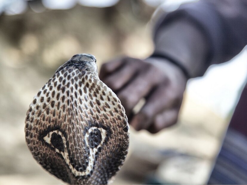 किंग कोब्राचे प्राणघातक दात सुमारे 0.5 इंच (8 ते 10 मिलीमीटर) लांब असतात. किंग कोब्रा आणि इंडियन कोब्रा यांचे सरासरी आयुष्यही जवळपास समान आहे. दोघं 18 ते 20 वर्षे जगतात.