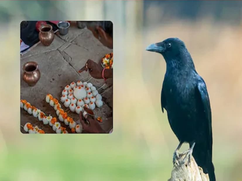 पितृऋण फेडण्याचा काळ: हिंदू धर्मशास्त्रानुसार प्रत्येक व्यक्तीवर तीन प्रकारचे ऋण असतात - देव ऋण, ऋषि ऋण आणि पितृ ऋण. पितृपक्षात श्राद्ध केल्याने व्यक्तीला पितृऋणातून मुक्ती मिळते. या पंधरवड्यात मृत व्यक्तींचा आत्मा पृथ्वीवर आपल्या वंशजांना भेटायला येतो. या काळात केलेला श्राद्ध विधी, पिंडदान आणि तर्पण त्यांना तृप्ती देते आणि त्यांच्या आत्म्याला मोक्ष मिळण्यास मदत करते. श्राद्धाने प्रसन्न झालेले पितर आपल्या कुटुंबातील सदस्यांना सुख, समृद्धी आणि आरोग्य यांचा आशीर्वाद देतात, असे मानले जाते.