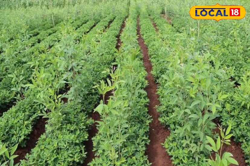 सोलापूर जिल्ह्यात मध्यम स्वरूपाचा पाऊस होऊ शकतो. करमाळा, पंढरपूर, मोहोळ, माढा, सांगोला आदी तालुक्यांमध्ये पावसाची शक्यता वर्तवण्यात आली आहे. सोलापूर मध्ये 26 अंश कमाल तर 20 अंश किमान तापमान असेल.