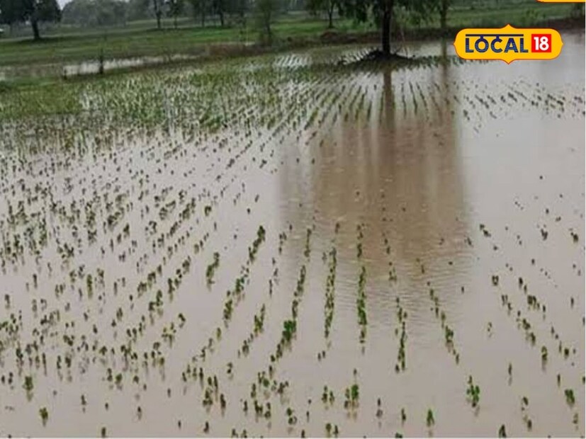 मुसळधार पावासामुळे काही शेतकऱ्यांचा खरीप हंगाम वाया गेला आहे. त्यामुळे शेतकरी चिंतेत आहे. तर रब्बी पिकांना पाण्यासाठी काहीसा दिलासा मिळाला आहे. मराठवाड्यातील धरणे 75 टक्क्यांपर्यंत भरली आहेत.