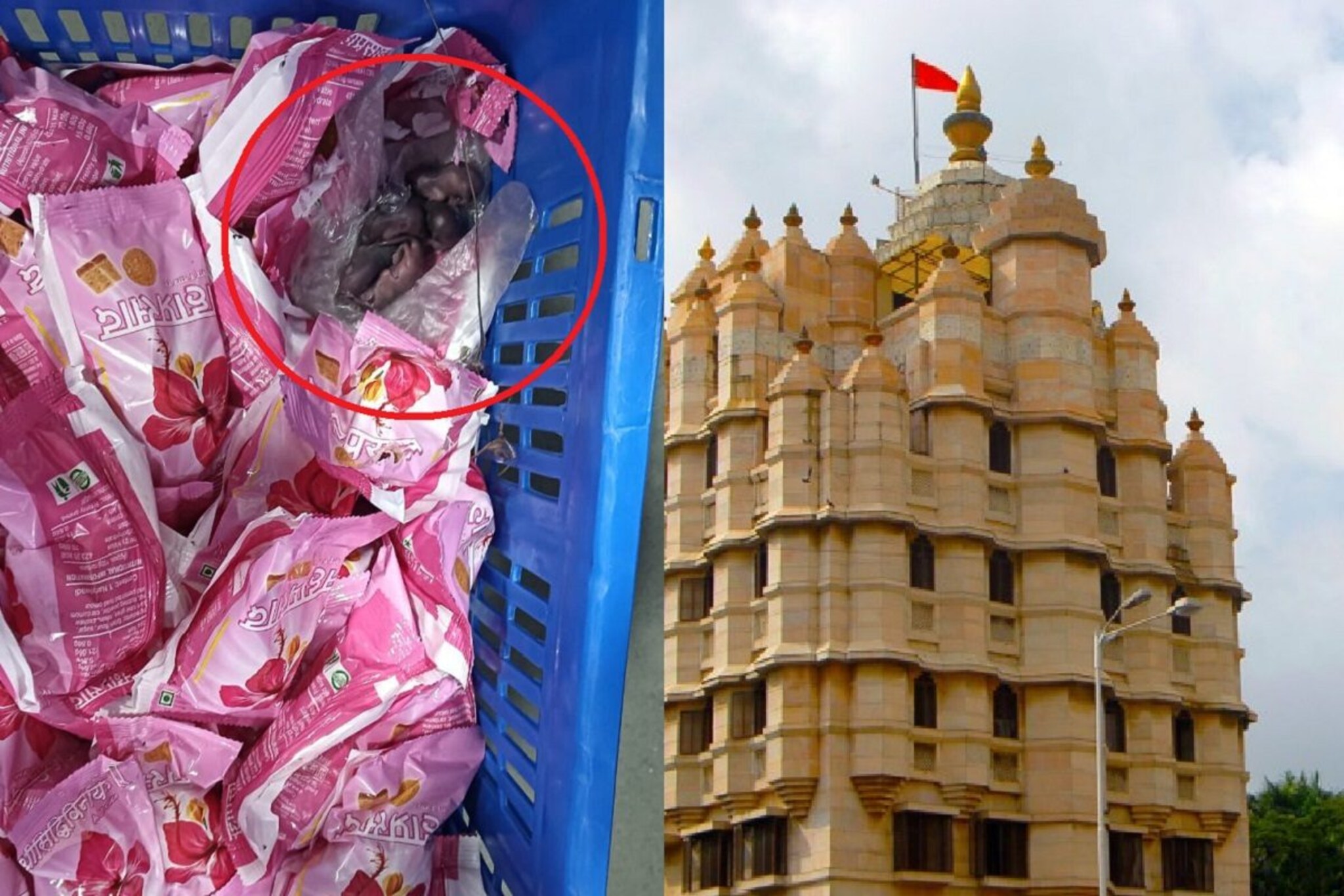 सिद्धिविनायकाच्या प्रसादात उंदीर? व्हिडीओवर ट्रस्टच्या अध्यक्षांचं स्पष्टीकरण