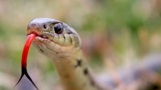 साप चावल्यानंतर माणसाला कसं वाटतं? साप चावल्यानंतर माणसाला कसं वाटतं?