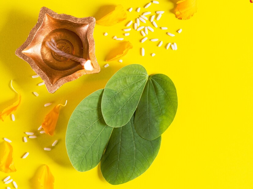 मात्र तुम्ही कधी विचार केला आहे का की दसऱ्याला आपट्याची पानेच का लुटली जातात, त्या जागी इतर झाडांची पाने का वापरली जात नाहीत? तर यामागे एक अख्यायिका आहे. धर्म अभ्यासक डॉ. नरेंद्र धारणे यांनी याबाबत माहिती दिली आहे.