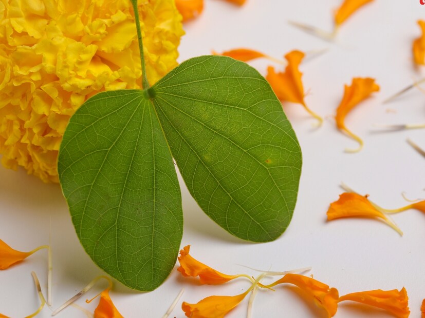 त्या युद्धात इंद्राचा पराभव झाला. त्यानंतर त्या राजांनी मला तुमचं राज्य नको, 14 कोटी सुवर्ण मुद्रा हव्या आहेत अशी मागणी इंद्राकडे केली. तेव्हा इंद्रानी पृथ्वीवरील आपट्याच्या झाडावर आम्ही सुवर्ण मुद्रा सोडतो. त्या तुम्ही वेचून घ्या, असे सांगितले. 