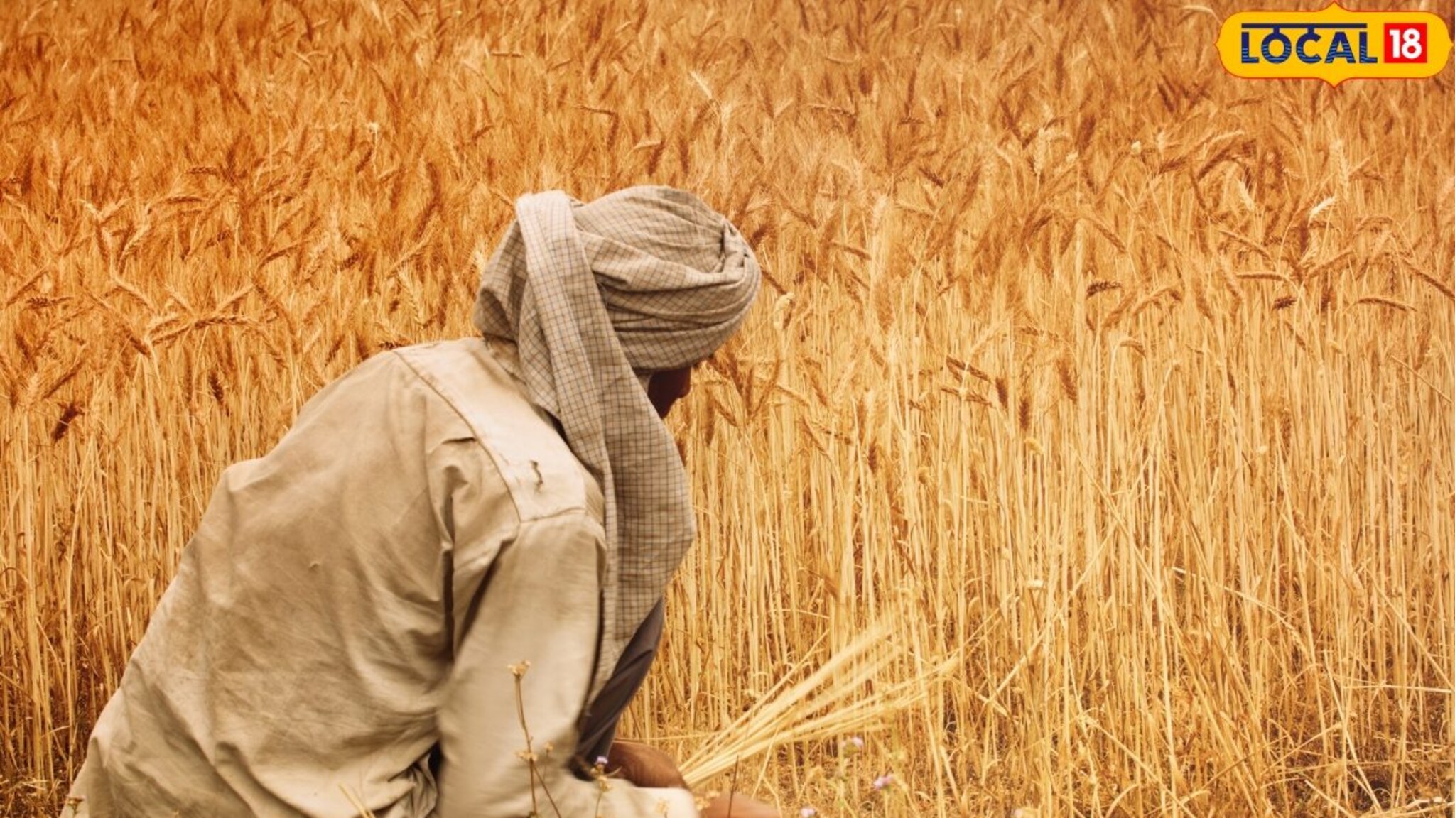 4 आण्याची कोंबडी आणि 12 आण्याचा मसाला, मराठवाड्याच्या शेतकऱ्यांवर का आली अशी वेळ?