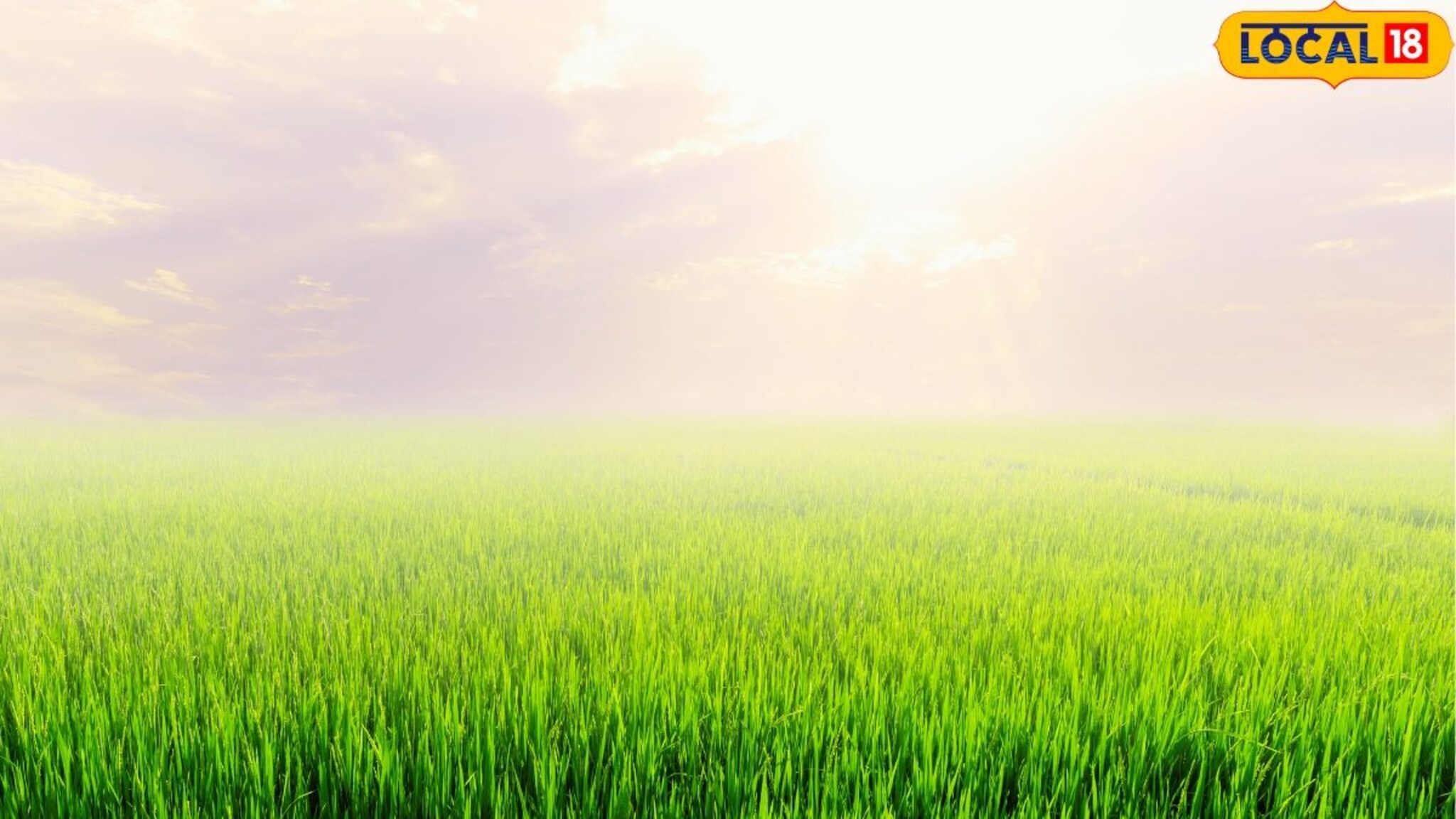 मुंबईरिटर्न झिलाचो कोकणात यशस्वी प्रयोग! ना भात, ना आंबा, पिकवतो लाखोंची संपत्ती