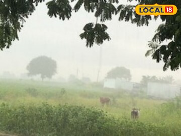 दुहेरी संकट टळलं, आता गुलाबी थंडी! विदर्भात कसं असणार आजचं हवामान? दुहेरी संकट टळलं, आता गुलाबी थंडी! विदर्भात कसं असणार आजचं हवामान?