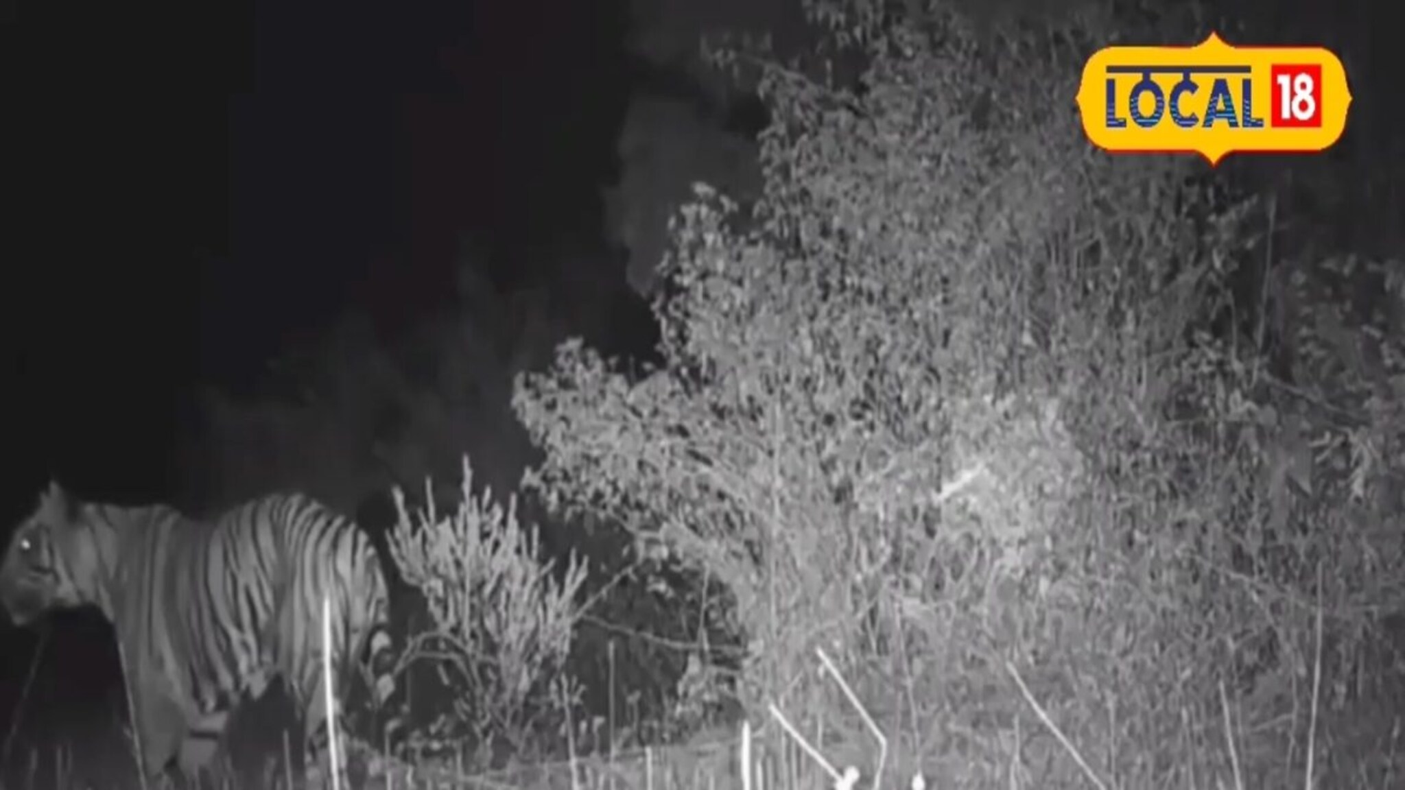 सिंधुदुर्गमध्ये सह्याद्रीच्या पट्ट्यात आढळले 8 वाघ, नेमकी कशी घेतली जाणार काळजी?