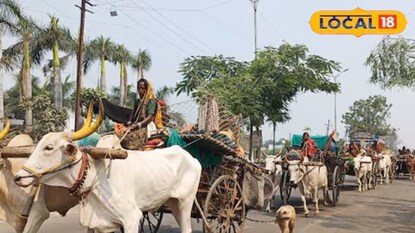 बैलगाडी चालवताना महिला