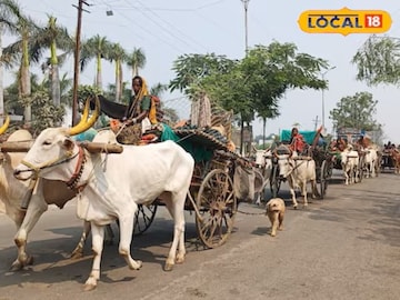 बैलगाडी चालवताना महिला बैलगाडी चालवताना महिला