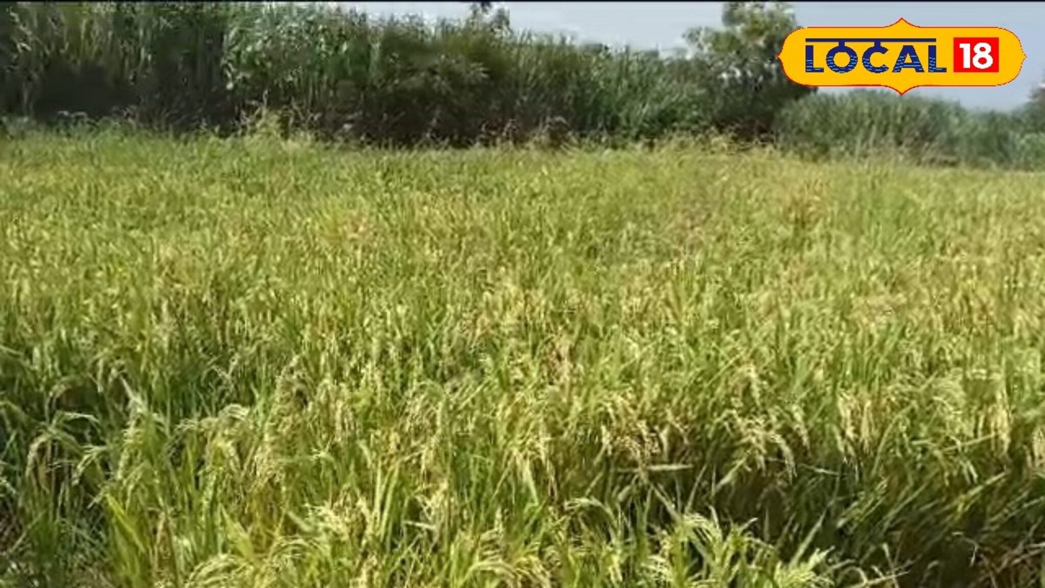 शेतकऱ्यानं करुन दाखवलं! कोकणात नव्हे तर मराठवाड्यातील याठिकाणी घेतलं इंद्रायणी तांदळाचं उत्पादन