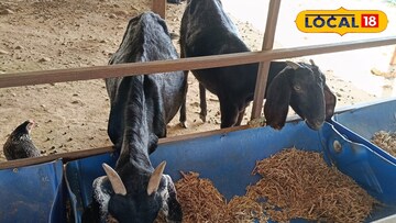 शेळीपालन