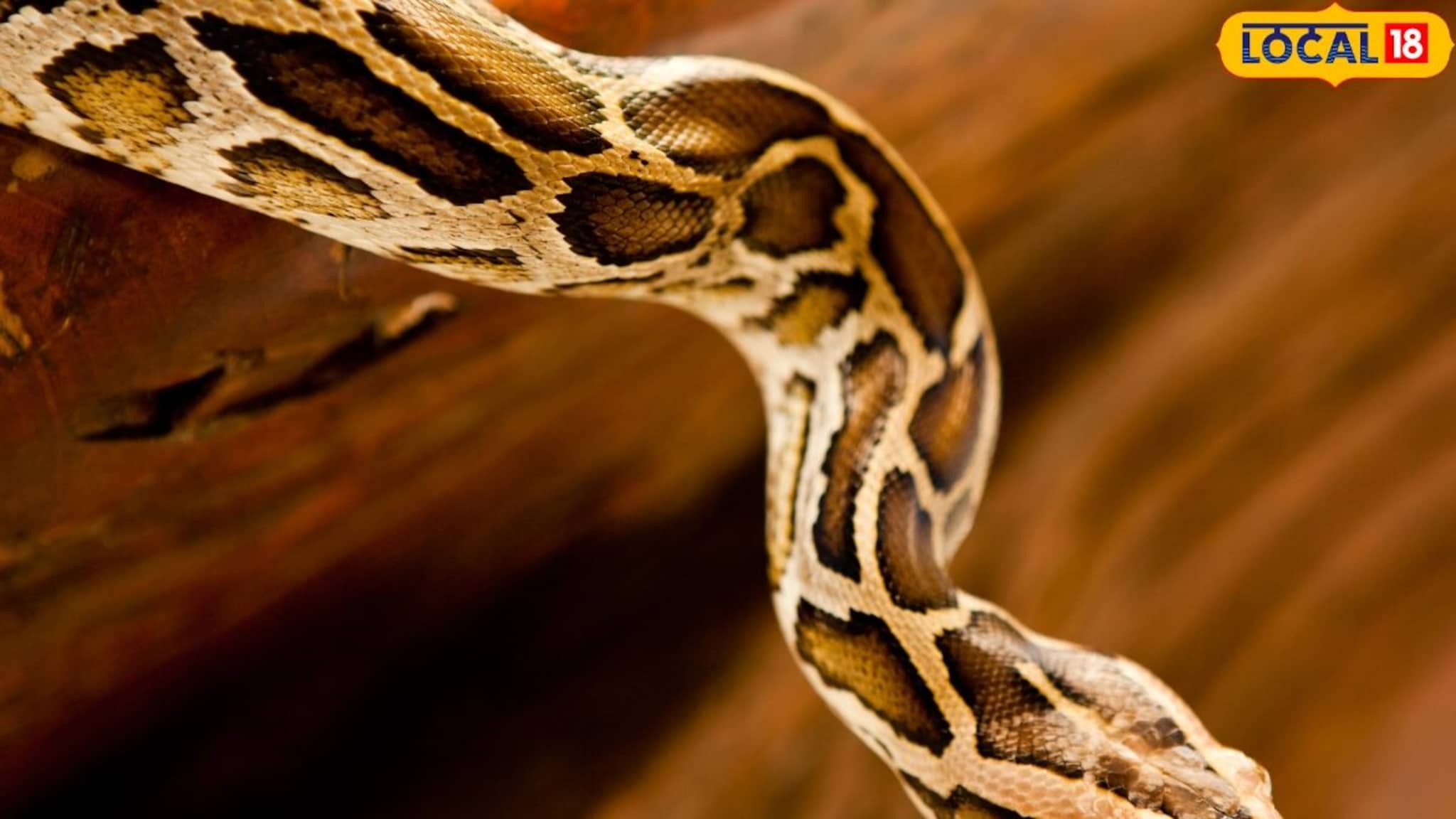 7 फूट लांब, 10 किलो जड, सातारकरांच्या गावात शिरला भलामोठा अजगर, पुढं जे व्हायचं होतं तेच झालं! Video