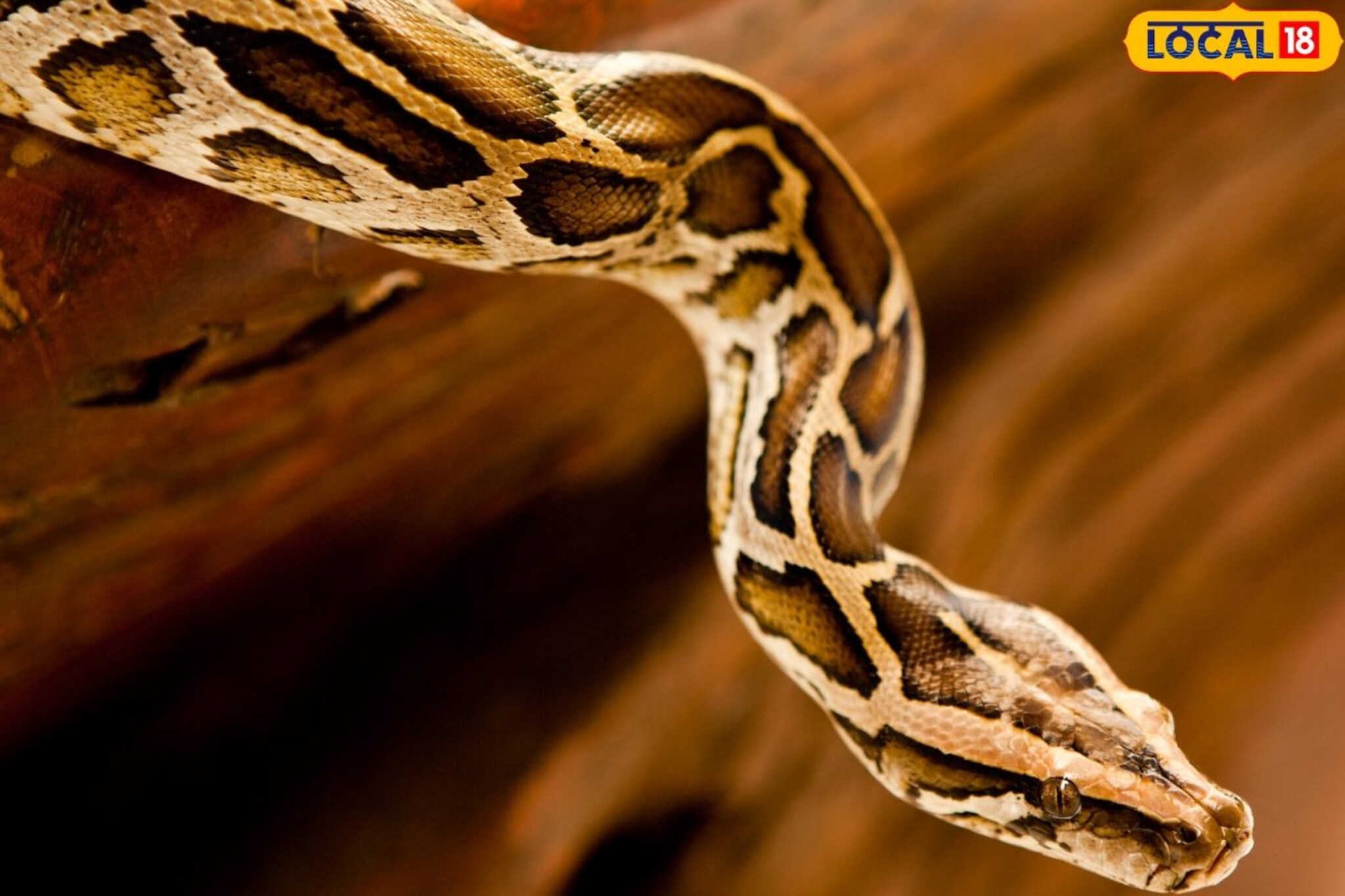 10 किलो जड, सातारकरांच्या गावात शिरला अजगर, पुढं जे व्हायचं होतं तेच झालं! Video