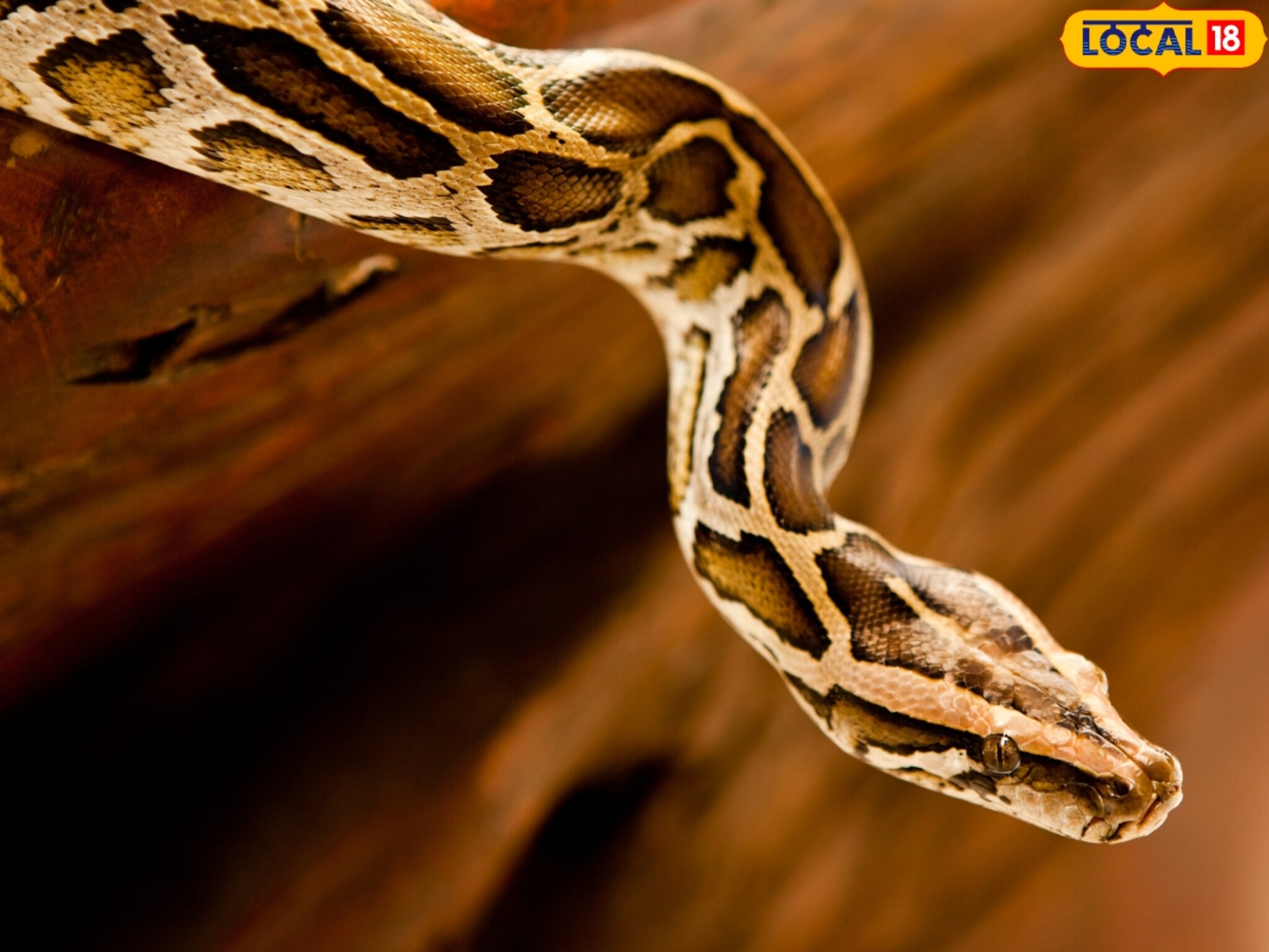 7 फूट लांब, 10 किलो जड, सातारकरांच्या गावात शिरला भलामोठा अजगर, पुढं जे व्हायचं होतं तेच झालं! Video