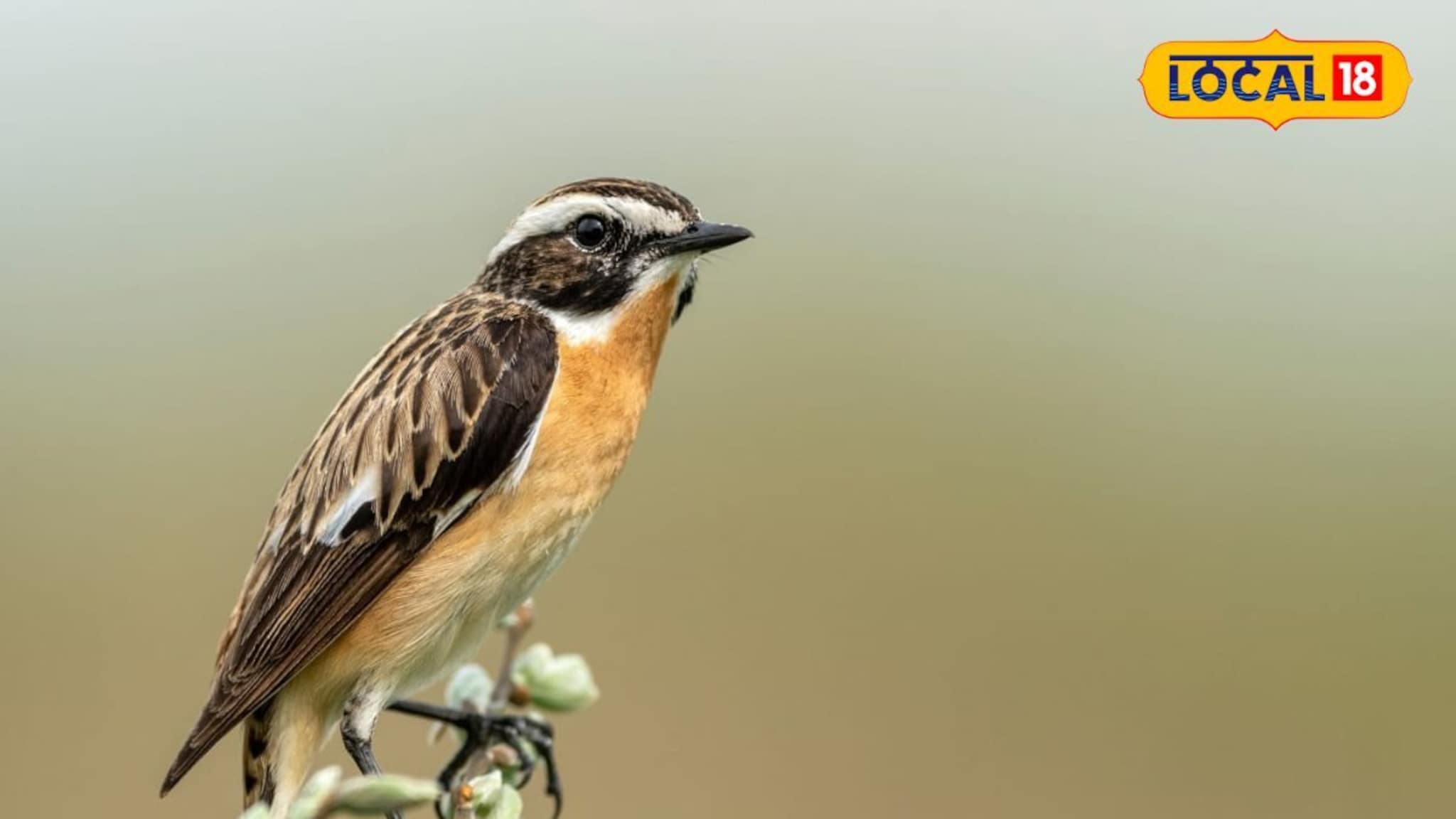 महाराष्ट्रात पहिल्यांदाच दिसला 'व्हिनचॅट', नेमका कसा दिसतो हा पक्षी, photos