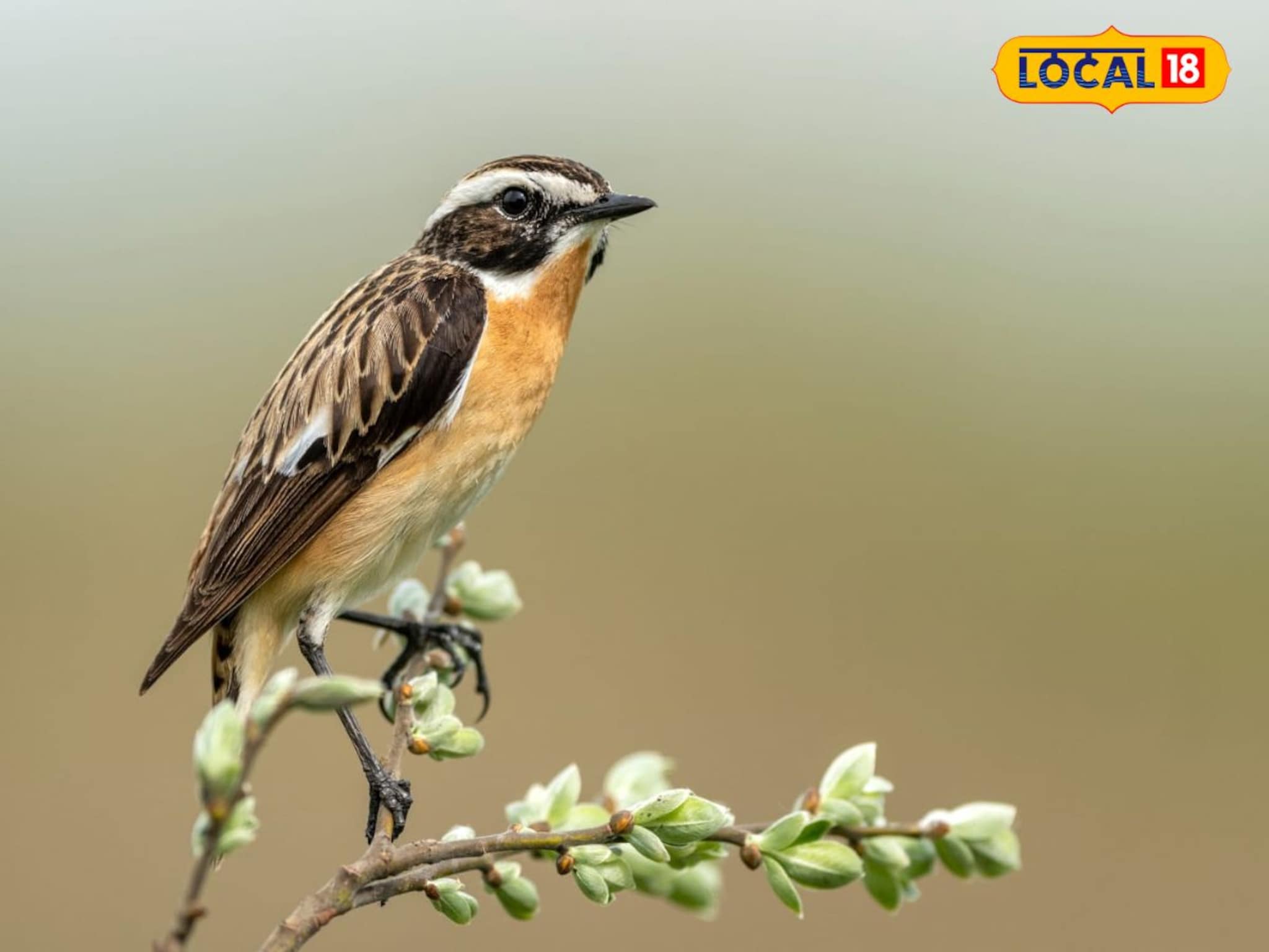 महाराष्ट्रात पहिल्यांदाच दिसला 'व्हिनचॅट', नेमका कसा दिसतो हा पक्षी, photos
