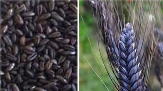 काळ्या गव्हाची शेती ठरतेय फायदेशीर