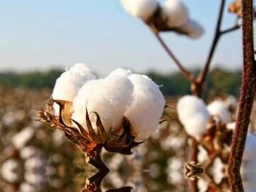 आचारसंहितेचा कापूस उत्पादकांना फटका