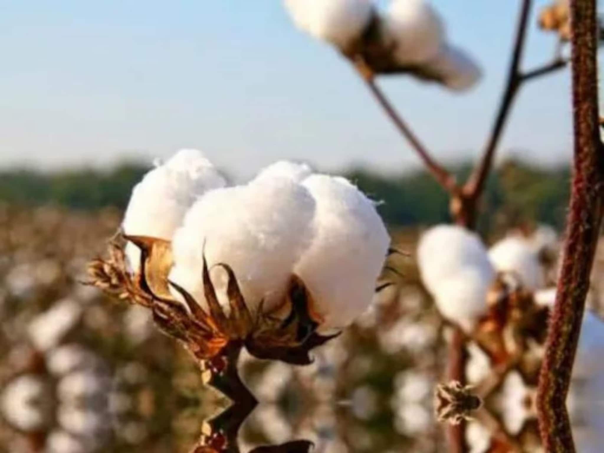 आचारसंहितेचा कापूस उत्पादकांना फटका, नेमकं काय आहे कारण?