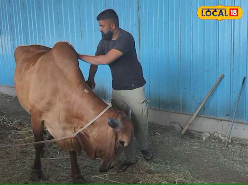 प्रदीपभाई दर महिन्याला 20 पेक्षा जास्त गायी विकतात आणि त्यातून चांगली कमाई करतात. यामध्ये उच्च जातीच्या गिर गायी ग्रामीण भागातून आणल्या जातात. त्यांच्या प्रजननानंतर चांगल्या जातीच्या गायी तयार करून विक्रीसाठी तयार केल्या जातात.