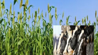 ज्वारीचा चारा जनावरांना खाऊ घालत असाल तर सावधान! ज्वारीचा चारा जनावरांना खाऊ घालत असाल तर सावधान!