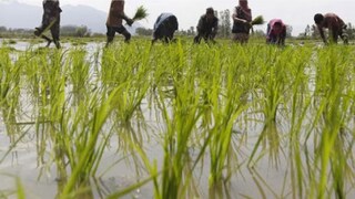 अतिवृष्टीच्या नुकसान भरपाईला मुख्य सचिवांची मंजुरी