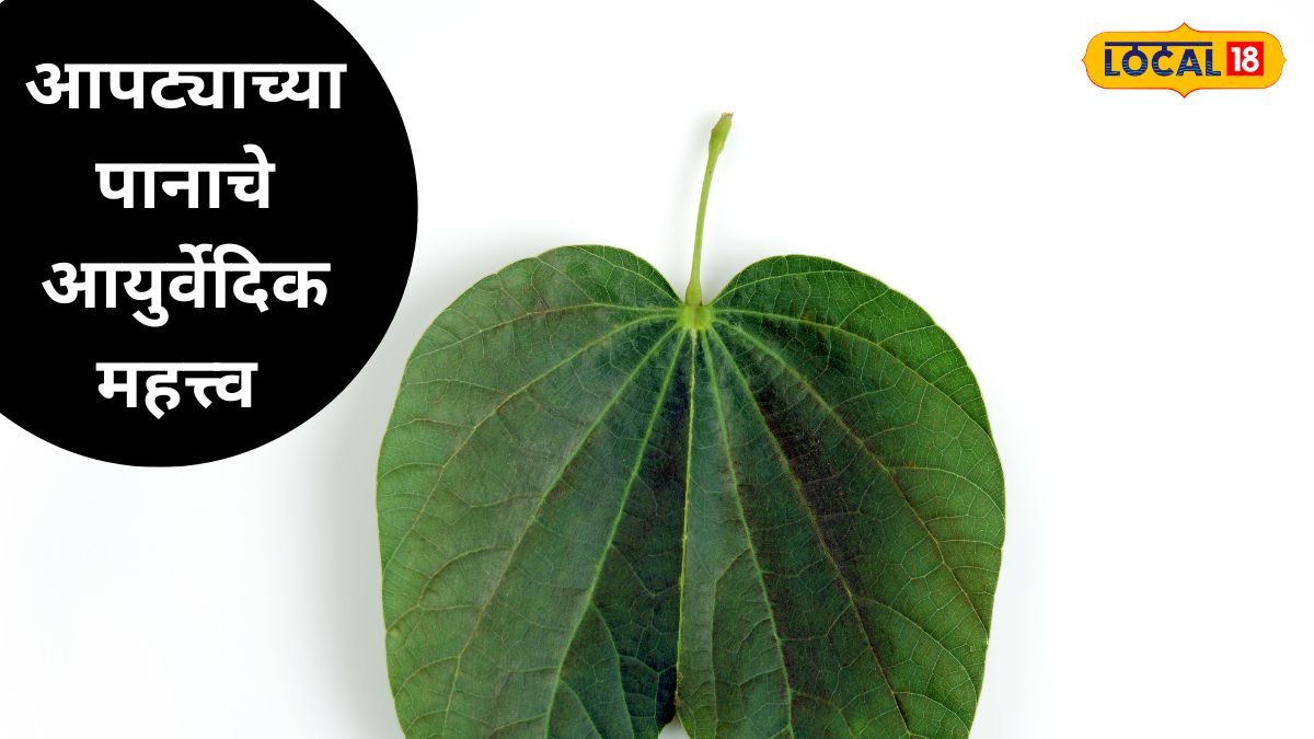 Benefits of aapatyache pan | छत्रपती संभाजी नगर बातम्या - News18 मराठी