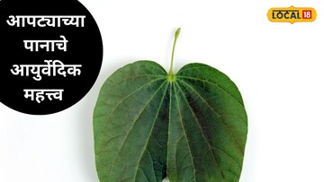 आपट्याच्या