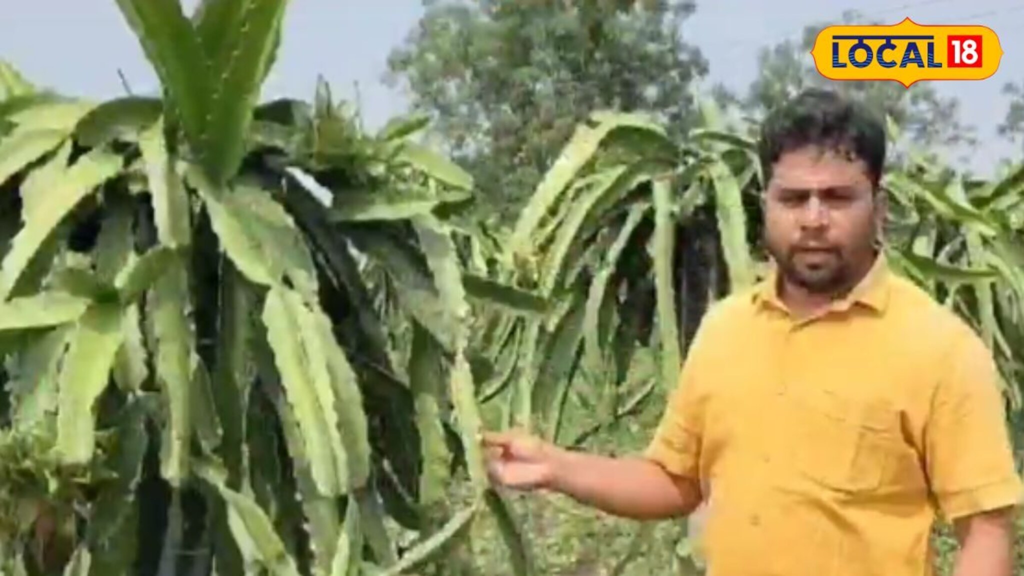 शिक्षण BCS, पण निवडली शेती, एक एकर ड्रॅगन फ्रुटमधून 6 लाखांची कमाई, धाराशिवच्या तरुणाची कमाल!