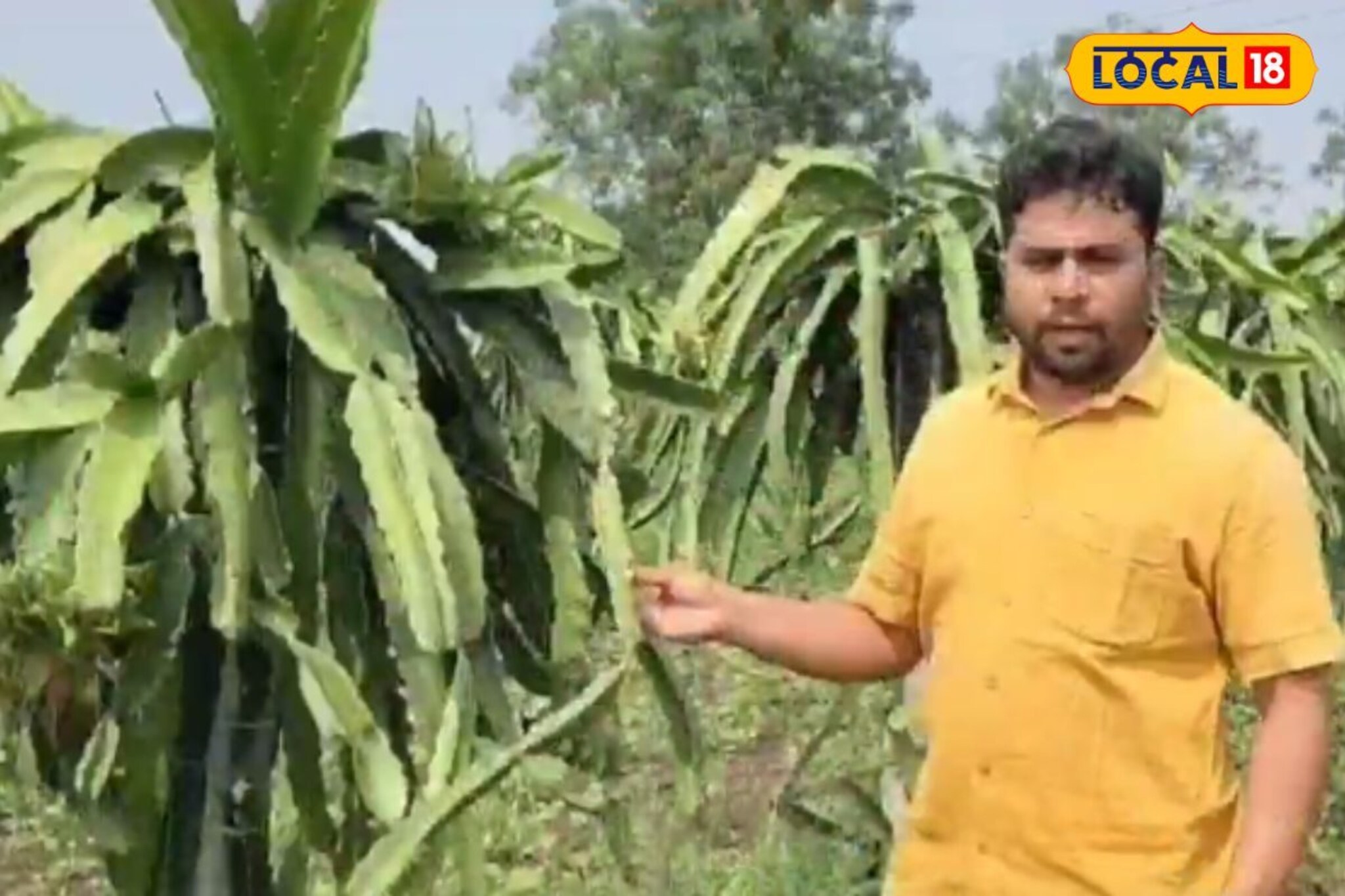 शिक्षण BCS, पण निवडली शेती, एक एकर ड्रॅगन फ्रुटमधून 6 लाखांची कमाई, धाराशिव...