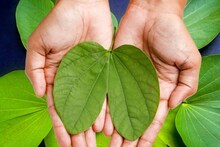 उगाच म्हणत नाहीत सोनं! आपट्याच्या पानांचं नंतर काय करायचं? अनेकांना माहितीच नाही